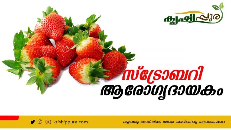 സ്ട്രോബറി :  ആരോഗ്യദായകം