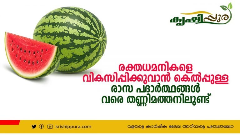 രക്തധമനികളെ വികസിപ്പിക്കുവാൻ കെൽപ്പുള്ള രാസ പദാർത്ഥങ്ങൾ വരെ തണ്ണിമത്തനിലുണ്ട്