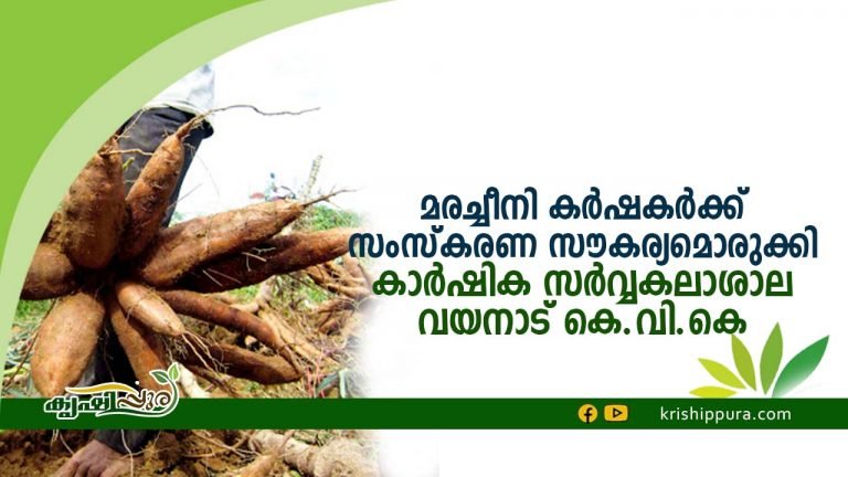 മരച്ചീനി കർഷകർക്ക് സംസ്കരണ സൗകര്യമൊരുക്കി   കാർഷിക സർവ്വകലാശാല വയനാട്  കെ.വി.കെ