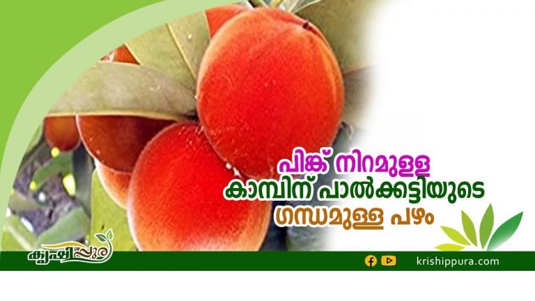 പിങ്ക് നിറമുളള കാമ്പിന് പാൽക്കട്ടിയുടെ ഗന്ധമുള്ള  പഴം