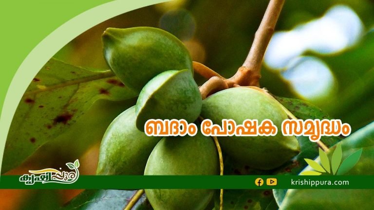 ബദാം പോഷക സമൃദ്ധം