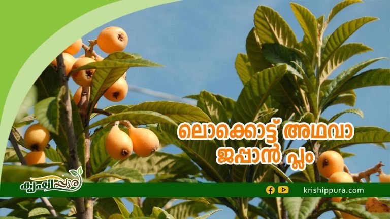 ലൊക്കൊട്ട് അഥവാ ജപ്പാൻ പ്ലം