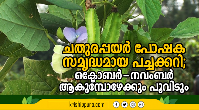 ചതുരപ്പയര്‍ പോഷക സമൃദ്ധമായ പച്ചക്കറി; ഒക്ടോബര്‍-നവംബര്‍ ആകുമ്പോഴേക്കും പൂവിടും