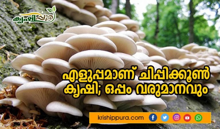 എളുപ്പമാണ് ചിപ്പിക്കൂൺ കൃഷി; ഒപ്പം വരുമാനവും