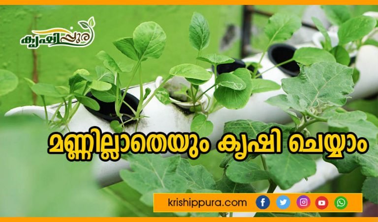 മണ്ണില്ലാതെയും കൃഷി ചെയ്യാം; ഹൈഡ്രോപോണിക്സ് കൃഷിയെ കുറിച്ചറിയാം