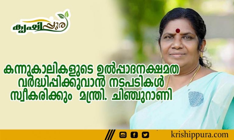 കന്നുകാലികളുടെ ഉല്‍പ്പാദനക്ഷമത വര്‍ദ്ധിപ്പിക്കുവാന്‍ നടപടികള്‍ സ്വീകരിക്കും – മന്ത്രി. ചിഞ്ചുറാണി