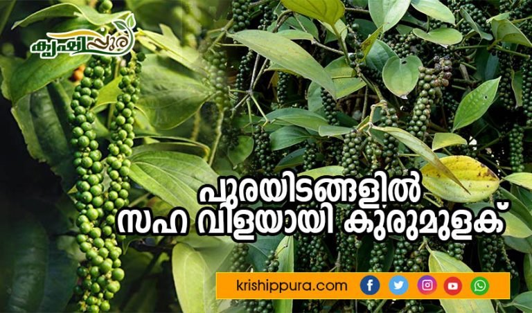 പുരയിടങ്ങളിൽ സഹ വിളയായി കുരുമുളക്