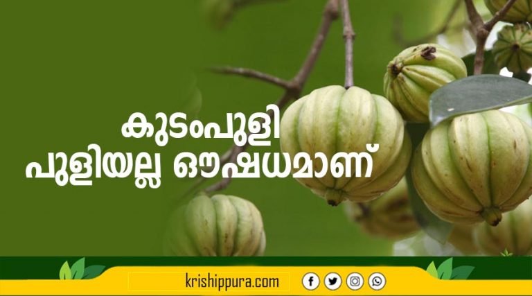 കുടംപുളി പുളിയല്ല ഔഷധമാണ്