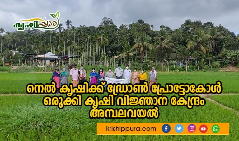 നെൽ കൃഷിക്ക് ഡ്രോൺ പ്രോട്ടോകോൾ ഒരുക്കി കൃഷി വിജ്ഞാന കേന്ദ്രം അമ്പലവയൽ