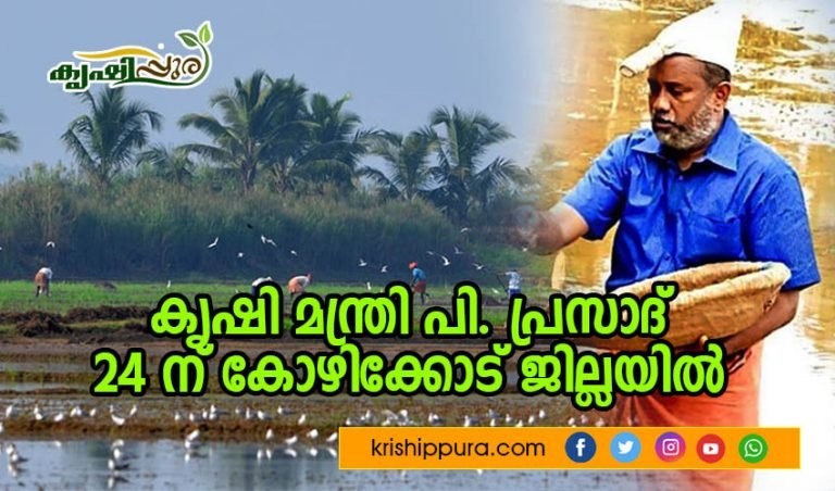 കൃഷി മന്ത്രി പി. പ്രസാദ് 24 ന് കോഴിക്കോട് ജില്ലയിൽ