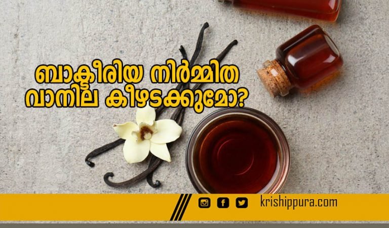 ബാക്ടീരിയ നിർമ്മിത വാനില കീഴടക്കുമോ?