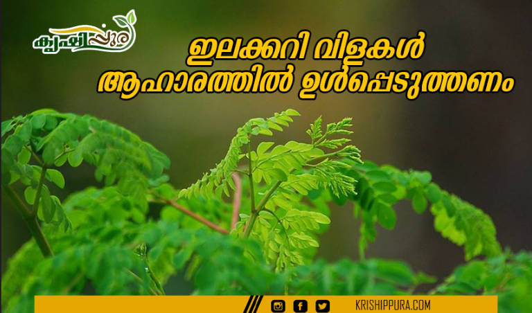 ഇലക്കറി വിളകൾ ആഹാരത്തിൽ ഉൾപ്പെടുത്തണം