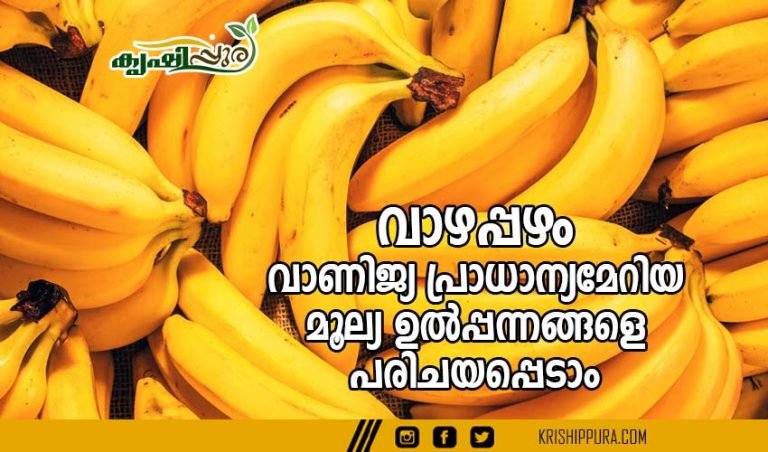 വാഴപ്പഴം : വാണിജ്യ പ്രാധാന്യമേറിയ മൂല്യ ഉൽപ്പന്നങ്ങളെ പരിചയപ്പെടാം