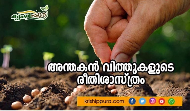 അന്തകൻ വിത്തുകളുടെ രീതിശാസ്ത്രം