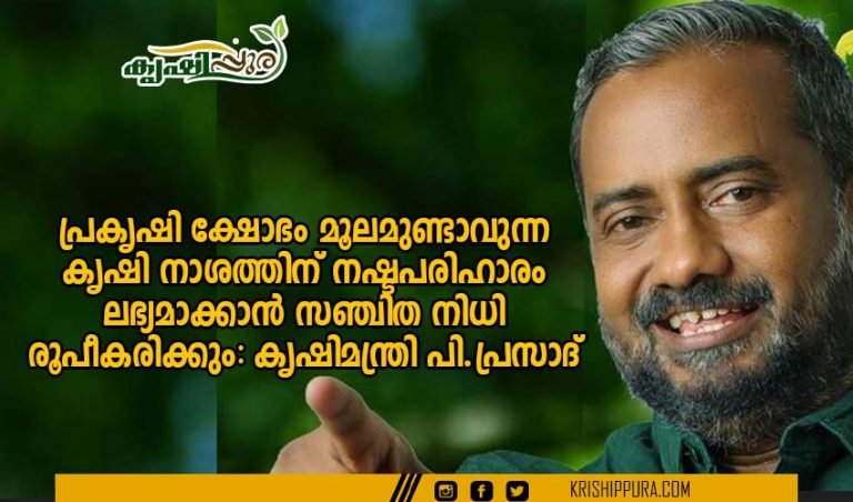 പ്രകൃഷി ക്ഷോഭം മൂലമുണ്ടാവുന്ന കൃഷി നാശത്തിന് നഷ്ടപരിഹാരം ലഭ്യമാക്കാൻ സഞ്ചിത നിധി രൂപീകരിക്കും: കൃഷിമന്ത്രി പി.പ്രസാദ്
