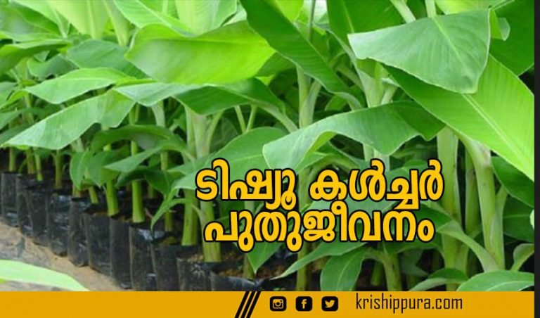 ടിഷ്യൂ കൾച്ചർ പുതുജീവനം