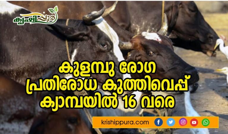 കുളമ്പു രോഗ പ്രതിരോധ കുത്തിവെപ്പ് ക്യാമ്പയില്‍ 16 വരെ