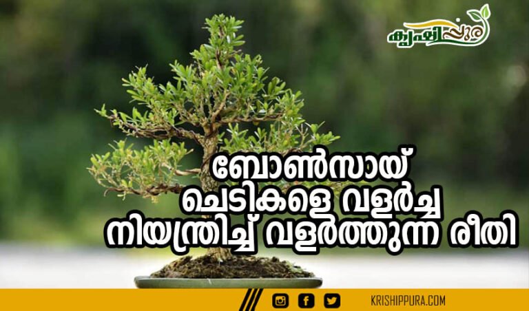 ബോൺസായ് : ചെടികളെ വളർച്ച നിയന്ത്രിച്ച് വളർത്തുന്ന രീതി