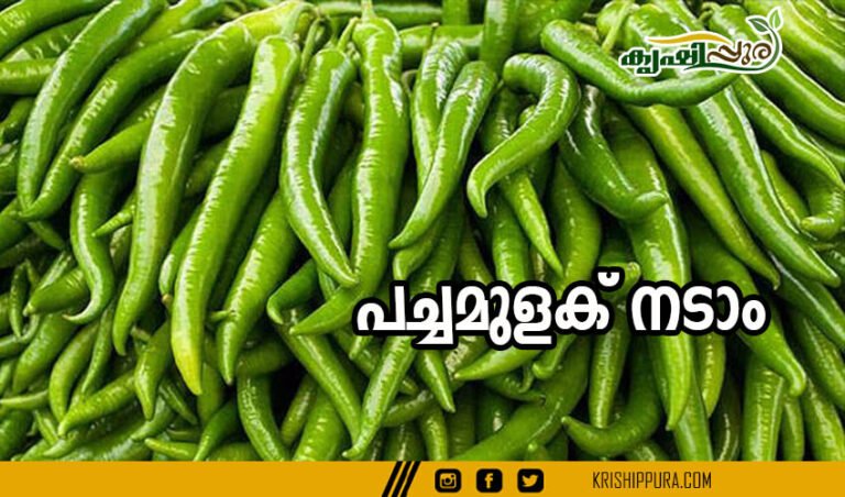 പച്ചമുളക് നടാ൦