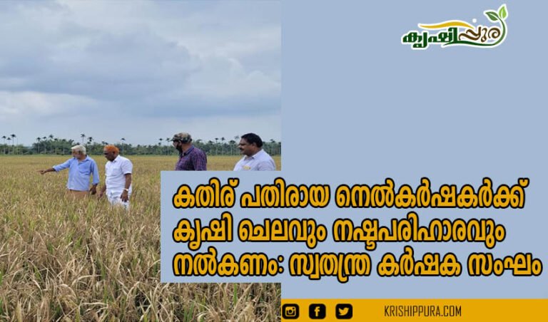 കതിര് പതിരായ നെൽകർഷകർക്ക് കൃഷി ചെലവും നഷ്ടപരിഹാരവും നൽകണം: സ്വതന്ത്ര കർഷക സംഘം