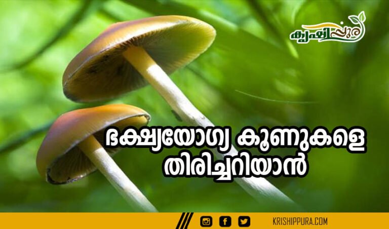ഭക്ഷ്യയോഗ്യ കൂണുകളെ തിരിച്ചറിയാൻ