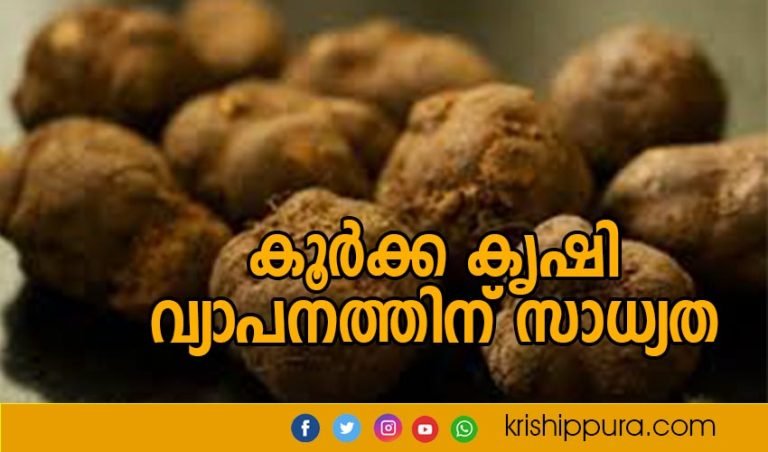 കൂർക്ക കൃഷി വ്യാപനത്തിന് സാധ്യത