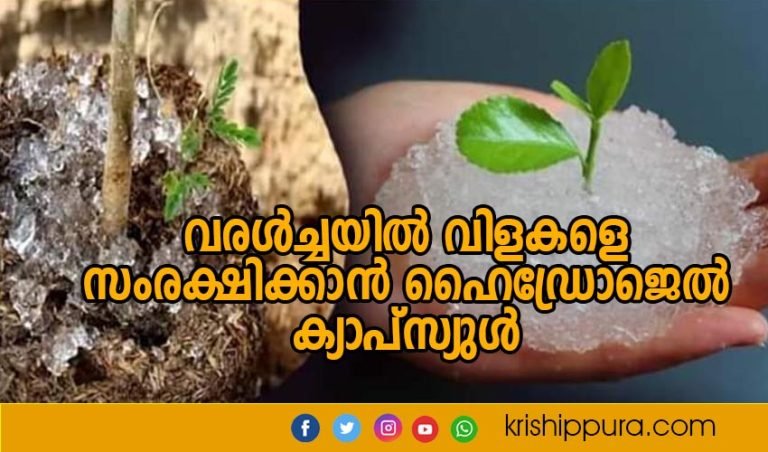 വരൾച്ചയിൽ വിളകളെ സംരക്ഷിക്കാൻ ഹൈഡ്രോജെൽ ക്യാപ്സ്യുൾ