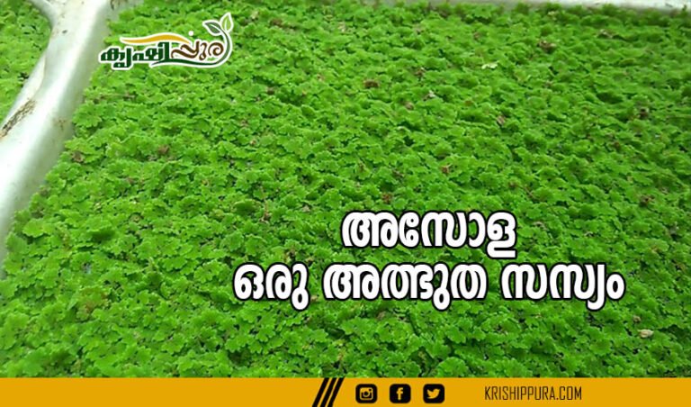 അസോള ഒരു അത്ഭുത സസ്യം
