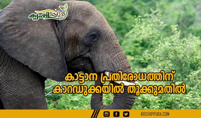 കാട്ടാന പ്രതിരോധത്തിന് കാറഡുക്കയിൽ തൂക്കുമതിൽ