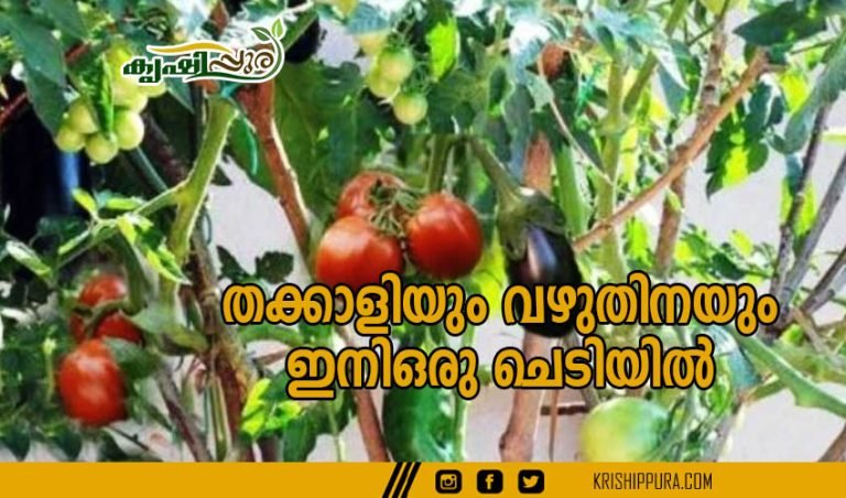 തക്കാളിയു൦ വഴുതിനയു൦ ഇനി ഒരു ചെടിയിൽ