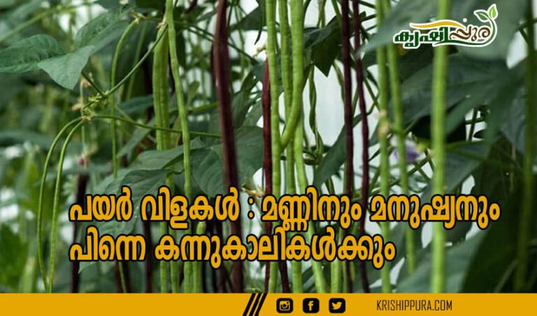 പയർ വിളകൾ : മണ്ണിനും മനുഷ്യനും പിന്നെ കന്നുകാലികൾക്കും