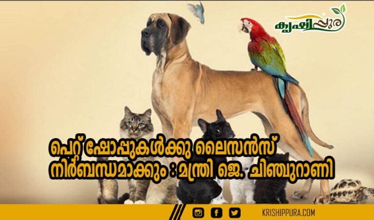 പെറ്റ് ഷോപ്പുകൾക്കു ലൈസൻസ് നിർബന്ധമാക്കും : മന്ത്രി ജെ. ചിഞ്ചുറാണി