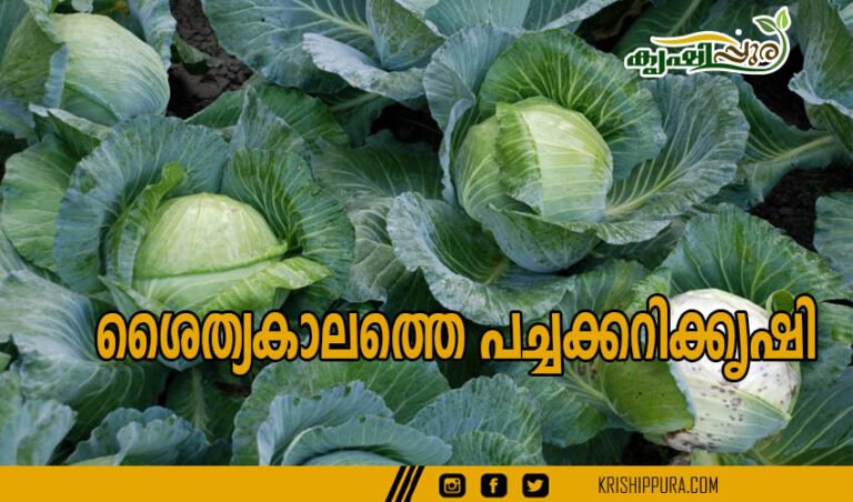 ശൈത്യകാലത്തെ പച്ചക്കറിക്കൃഷി