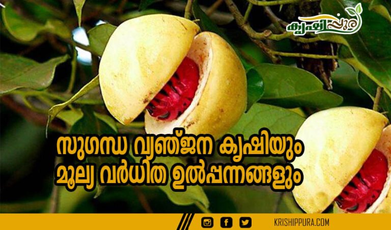 സുഗന്ധ വ്യഞ്ജന കൃഷിയും മൂല്യ വർധിത ഉൽപ്പന്നങ്ങളും