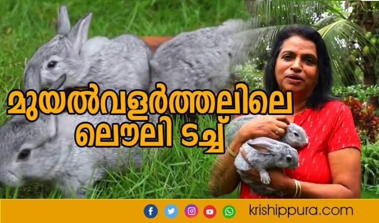 മുയൽവളർത്തലിലെ ലൌലി ടച്ച്