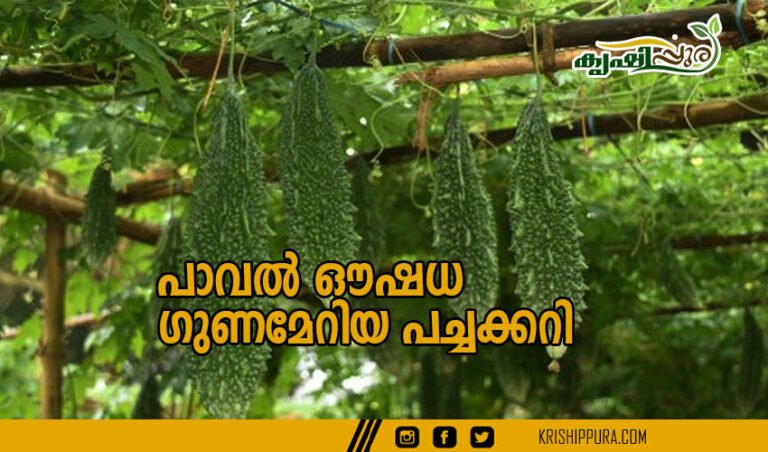 പാവൽ ഔഷധ ഗുണമേറിയ പച്ചക്കറി