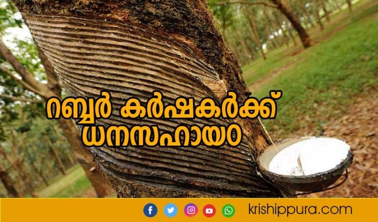 റബ്ബർ കർഷകർക്ക് ധനസഹായ൦
