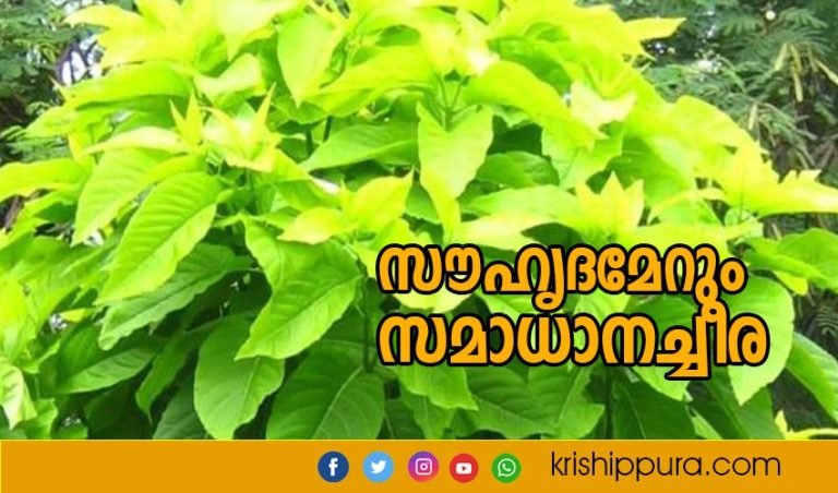 സന്തോഷത്തിനും സമാധാനത്തിനും ഐശ്വര്യത്തിനും സൗഹൃദച്ചീര