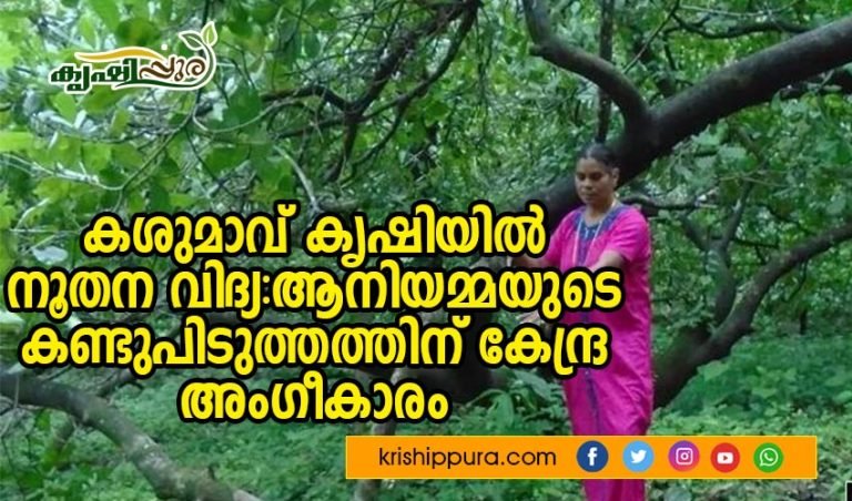 കശുമാവ് കൃഷിയിൽ നൂതന വിദ്യ:ആനിയമ്മയുടെ കണ്ടുപിടുത്തത്തിന് കേന്ദ്ര അ൦ഗീകാര൦