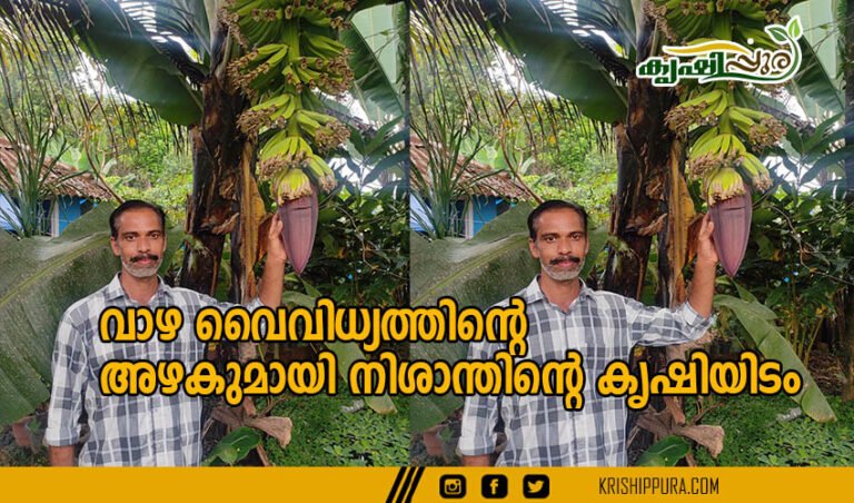 വാഴ വൈവിധ്യത്തിന്റെ അഴകുമായി നിശാന്തിന്റെ കൃഷിയിടം