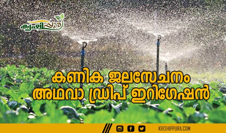 കണിക ജലസേചനം അഥവാ ഡ്രിപ് ഇറിഗേഷൻ