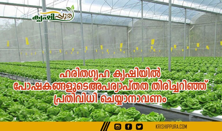 ഹരിതഗൃഹ കൃഷിയിൽ പോഷകങ്ങളുടെ അപര്യാപ്തത തിരിച്ചറിഞ്ഞ് പ്രതിവിധി ചെയ്യാനാവണം