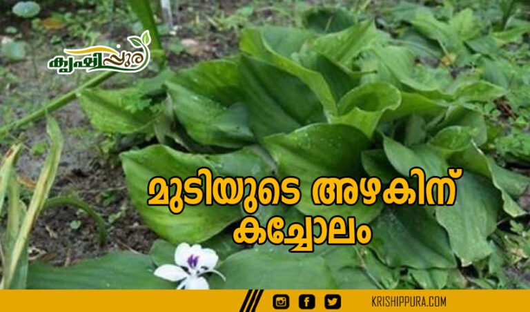 മുടിയഴകിന്  കച്ചോലം