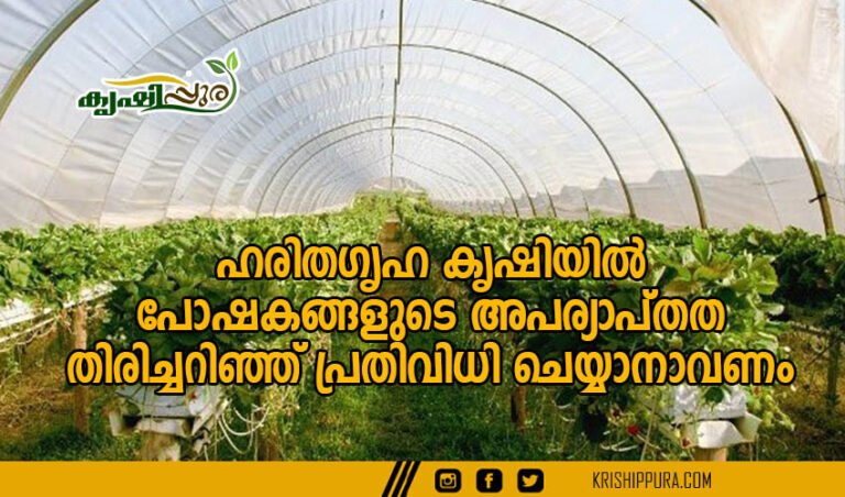 ഹരിതഗൃഹ കൃഷിയിൽ പോഷകങ്ങളുടെ അപര്യാപ്തത തിരിച്ചറിഞ്ഞ് പ്രതിവിധി ചെയ്യാനാവണം