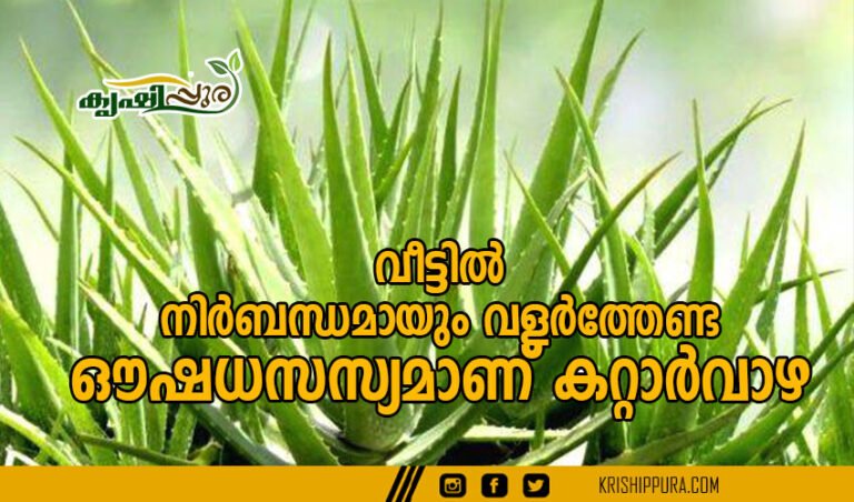 വീട്ടില്‍ നിര്‍ബന്ധമായും വളര്‍ത്തേണ്ട ഔഷധസസ്യമാണ് കറ്റാര്‍വാഴ