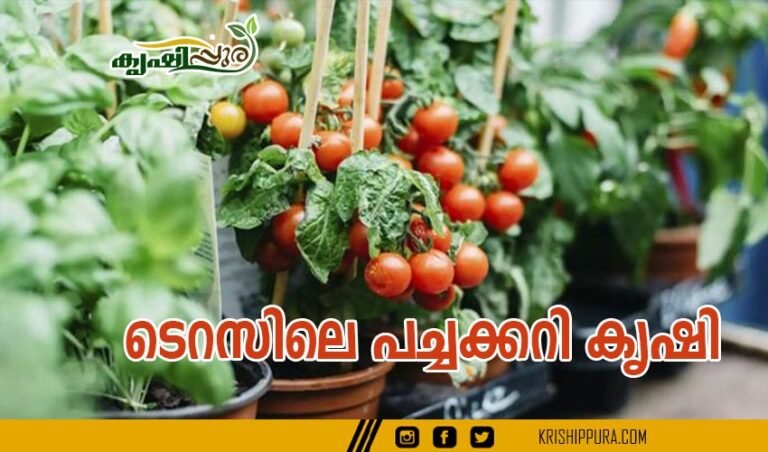 ടെറസിലെ പച്ചക്കറി കൃഷി