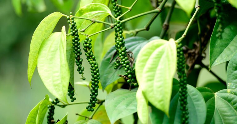 കുറ്റിക്കുരുമുളക് കൃഷി, കാടവളര്‍ത്തല്‍, ജൈവരീതിയില്‍ ചീരക്കൃഷി എന്നിവയില്‍ പരിശീലനം