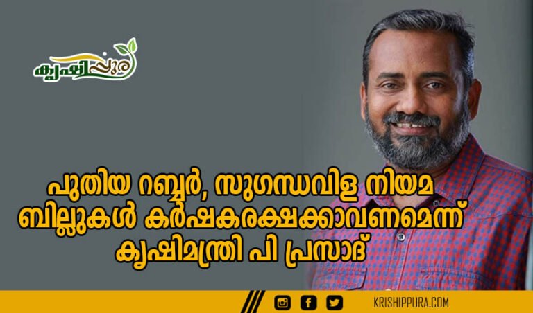 പുതിയ റബ്ബർ, സുഗന്ധവിള നിയമ ബില്ലുകൾ കർഷകരക്ഷക്കാവണമെന്ന് : കൃഷിമന്ത്രി പി പ്രസാദ്