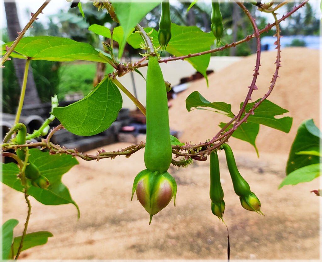 നിത്യവഴുതന; ചുരുങ്ങിയ സമയം കൊണ്ട് കായകള്‍ പറിച്ചെടുക്കാം