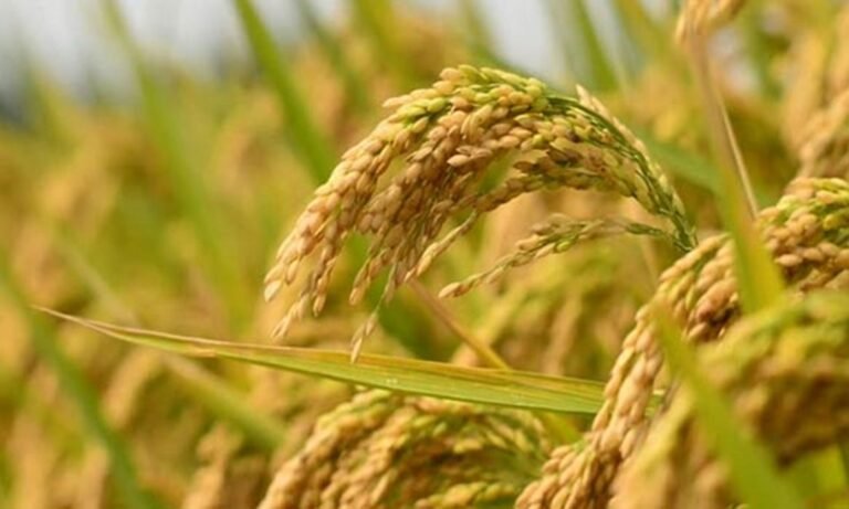 കർഷകർക്ക് യഥേഷ്ടം നെൽവിത്തുകൾ ലഭ്യമാക്കുന്നതിൽ തടസമില്ല : കൃഷിവകുപ്പ്